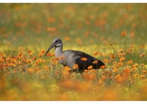 national-parks-in-south-africa 