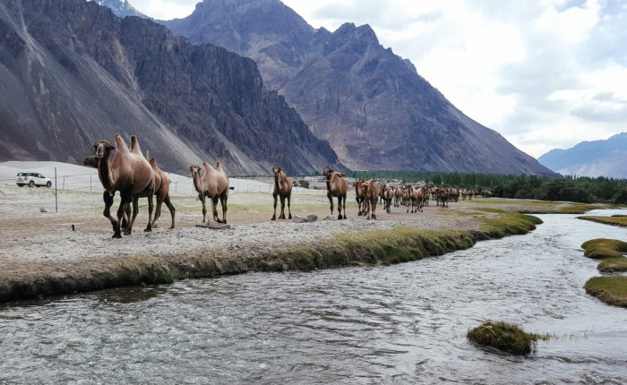 Nubra-Valley-Ladakh