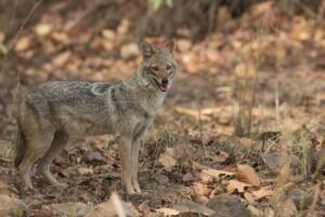 wildlife-in-jharkhand 