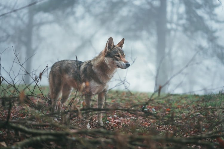 wolf-sanctuary-in-india