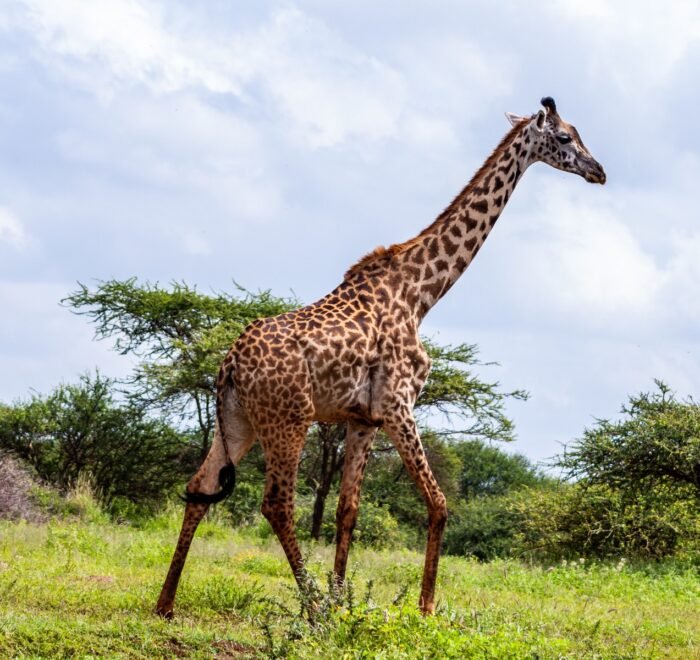 Kenya Tour Packages from India