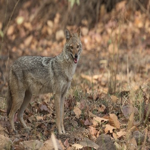 wolf-sanctuary-in-india