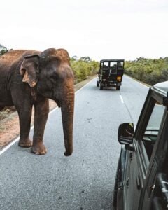 Yala-National-Park 