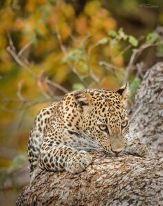 Yala National Park 