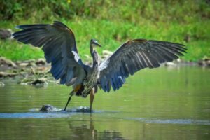 7 Beautiful Bird Sanctuaries to explore in India 7