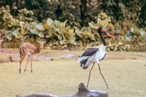 7 Beautiful Bird Sanctuaries to explore in India 3