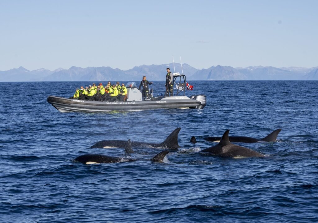 Arctic Whale Watching in Andenes