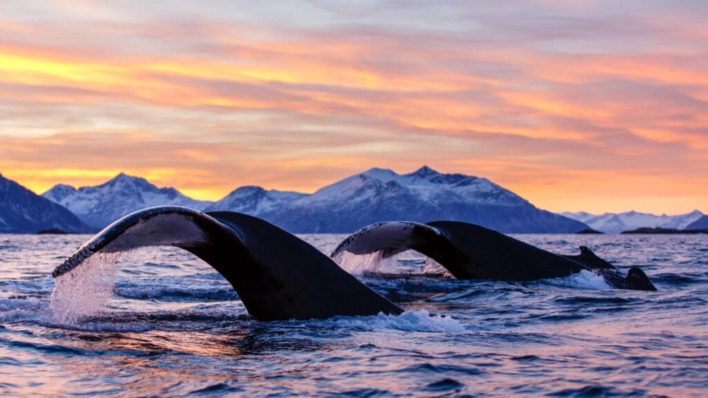 Fjord Whale Watching