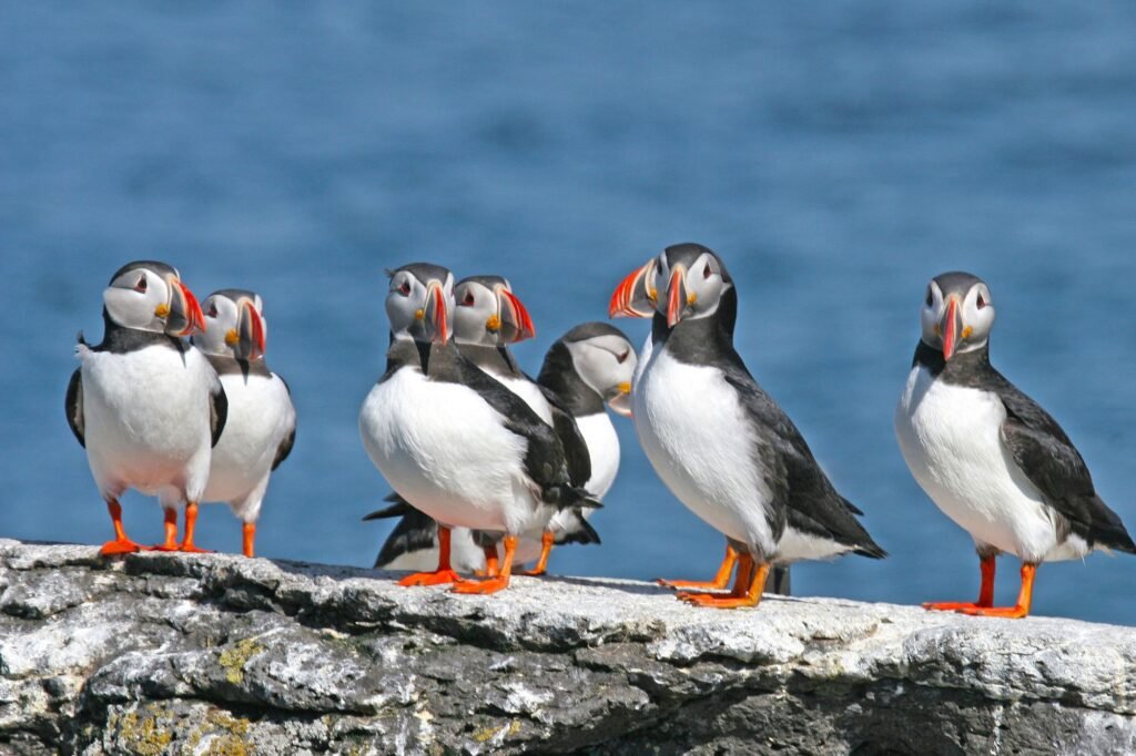 Welcoming the Puffins in Iceland in April