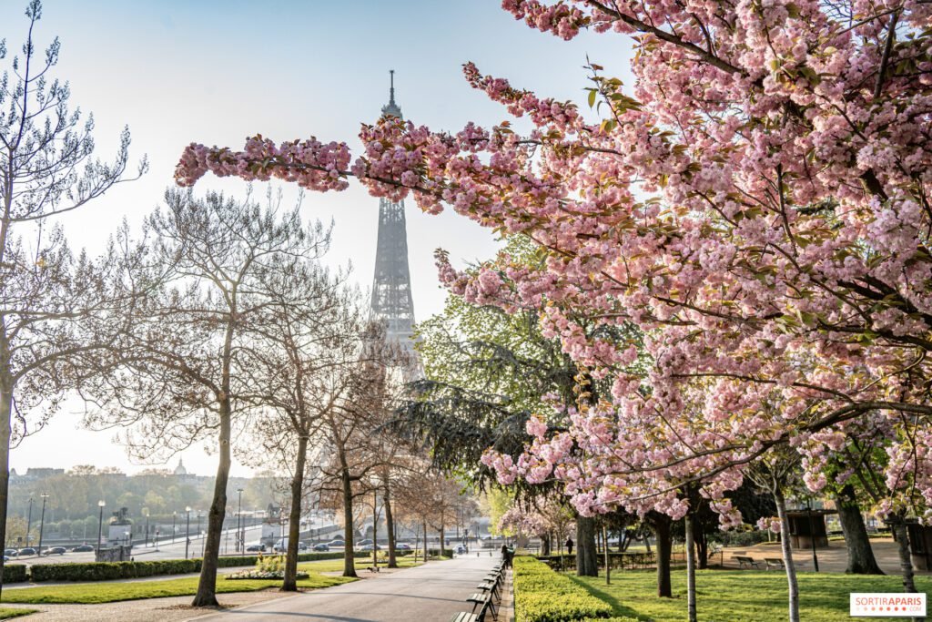 Cherry Blossom Splendor in Paris in France in April