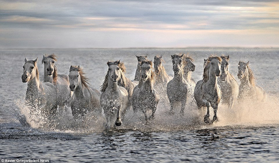 The White Horses of the Camargue in France in May