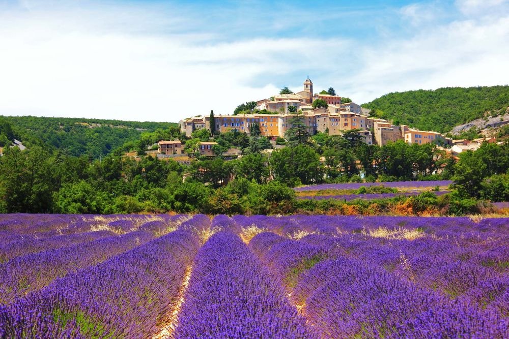 Lavender Fields of Provence