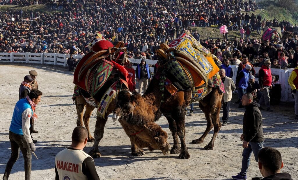 Selçuk Camel Wrestling Championship: An Entertaining Tradition