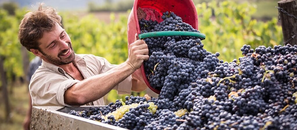 Chianti Grape Harvest Celebrations in Italy in October