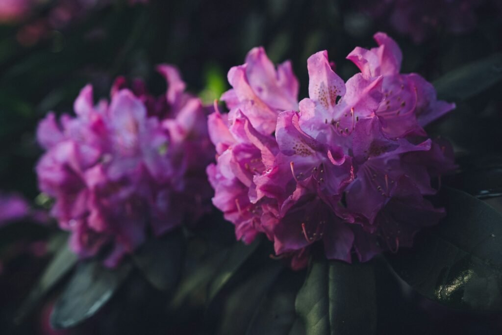 rhododendron in Germany in May