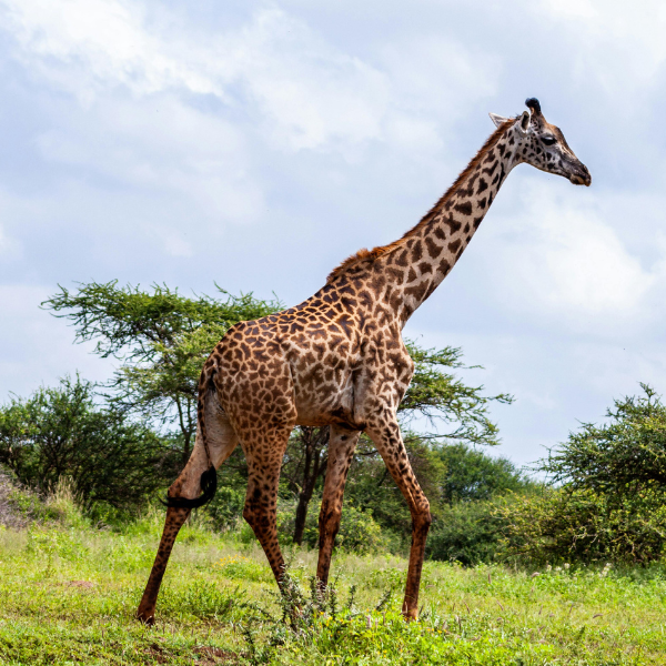 Kajiado County, Kenya